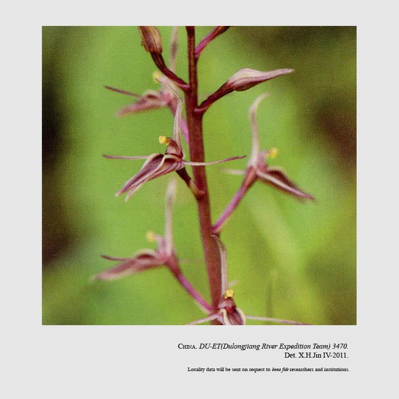 Liparis cheniana